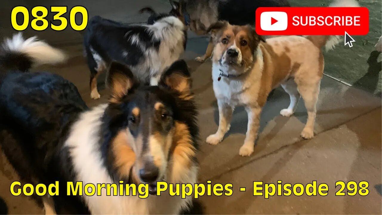 [0830] GOOD MORNING PUPPIES - EPISODE 298 [#dogs #doggos #doggies #puppies #dogdaycare]