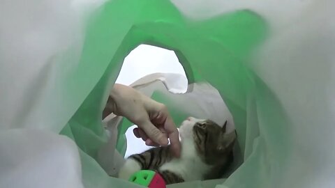 This Cat Tunnel Is so Comfortable