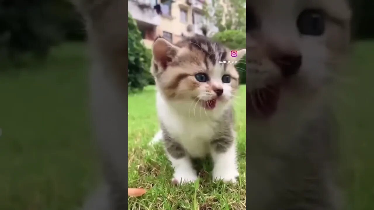 Never hurt animals, ❤️❤️❤️ #tiktokvideo #love #cat #shorts