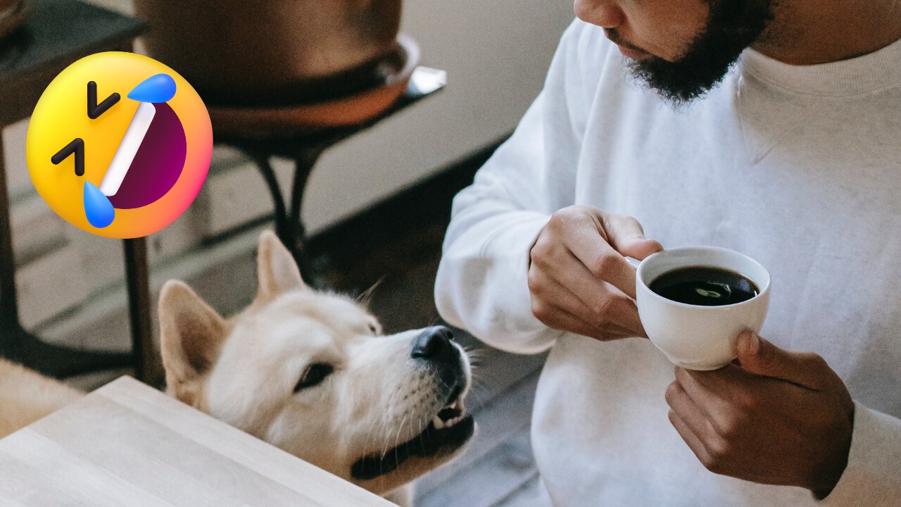 Foodie Dogs 🤣 🤣 🤣 | Pets Class Part 52