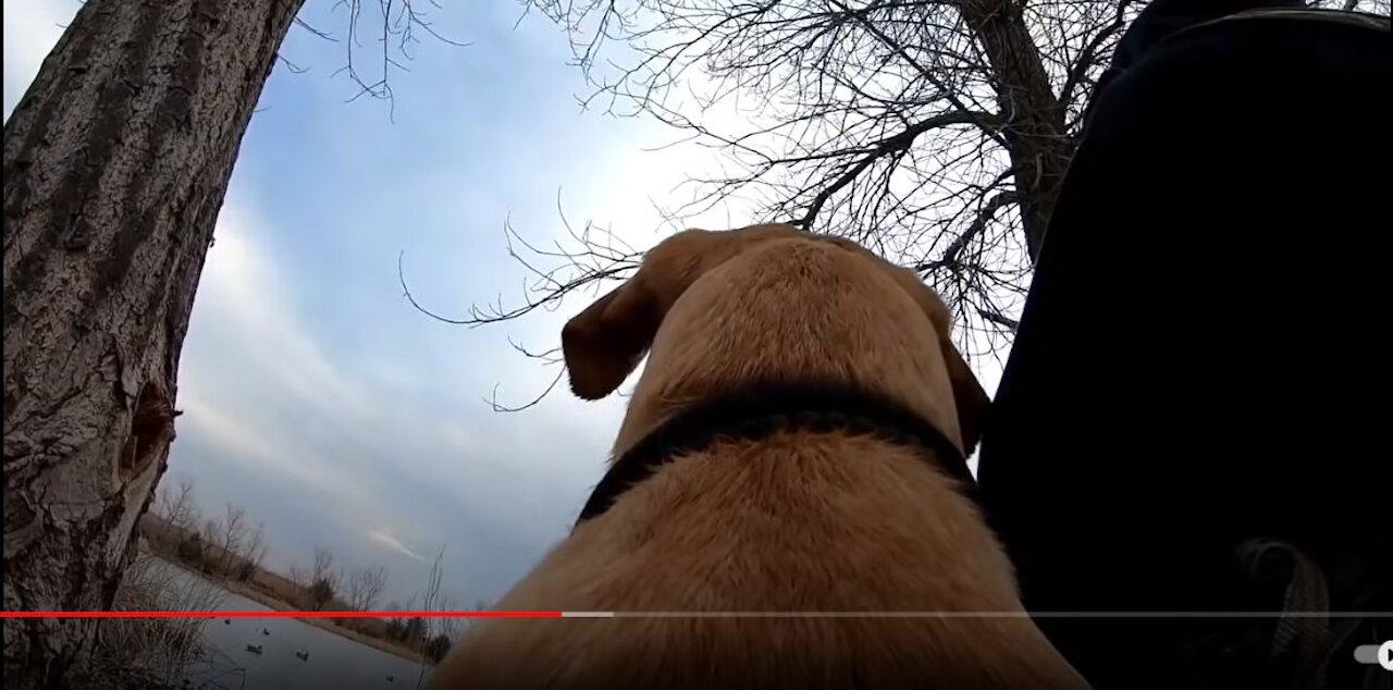 I Put A GoPro On My Duck Hunting Dog!