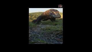 THE KOMODO DRAGON FACTS #shorts #amazingfacts #animals