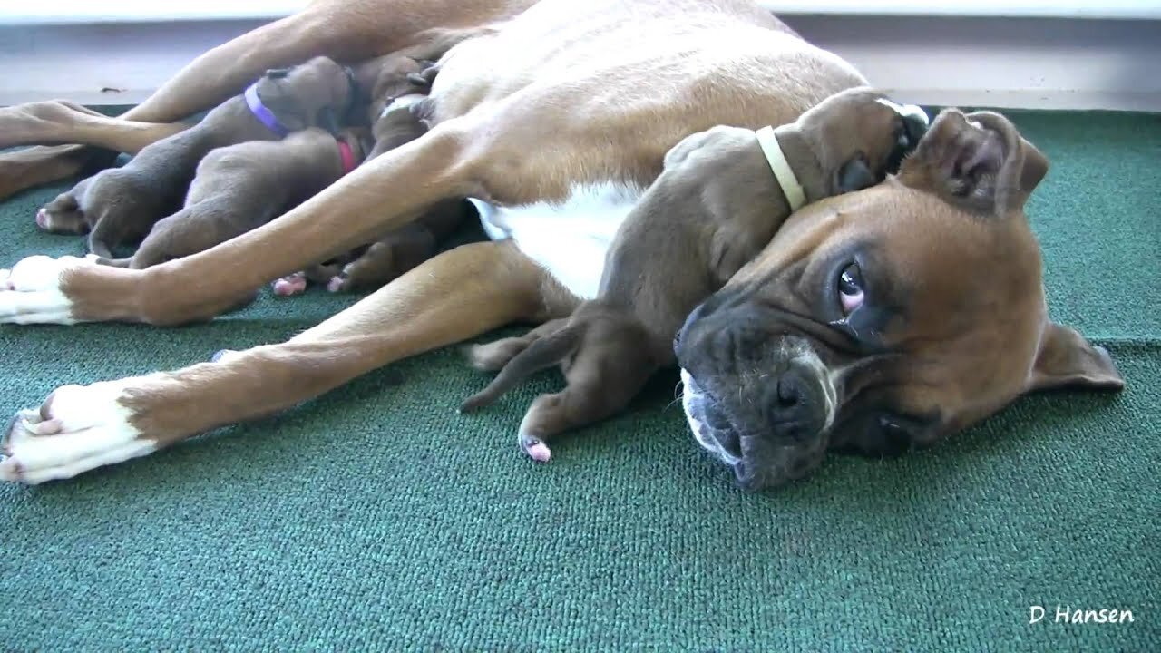 Boxer's 3-Day-Old Puppies (SO Cute!)