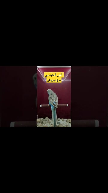 perruche femelle très jolie