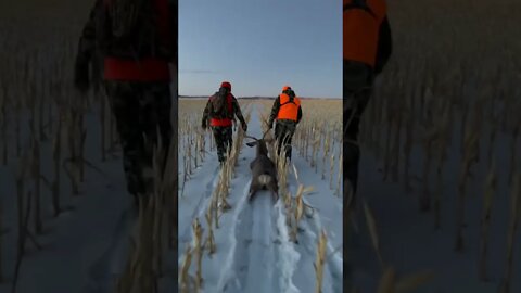 Big Mule Deer Drag