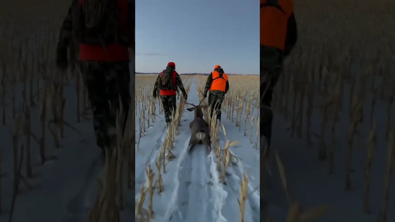 Big Mule Deer Drag
