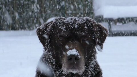 Snow Labrador