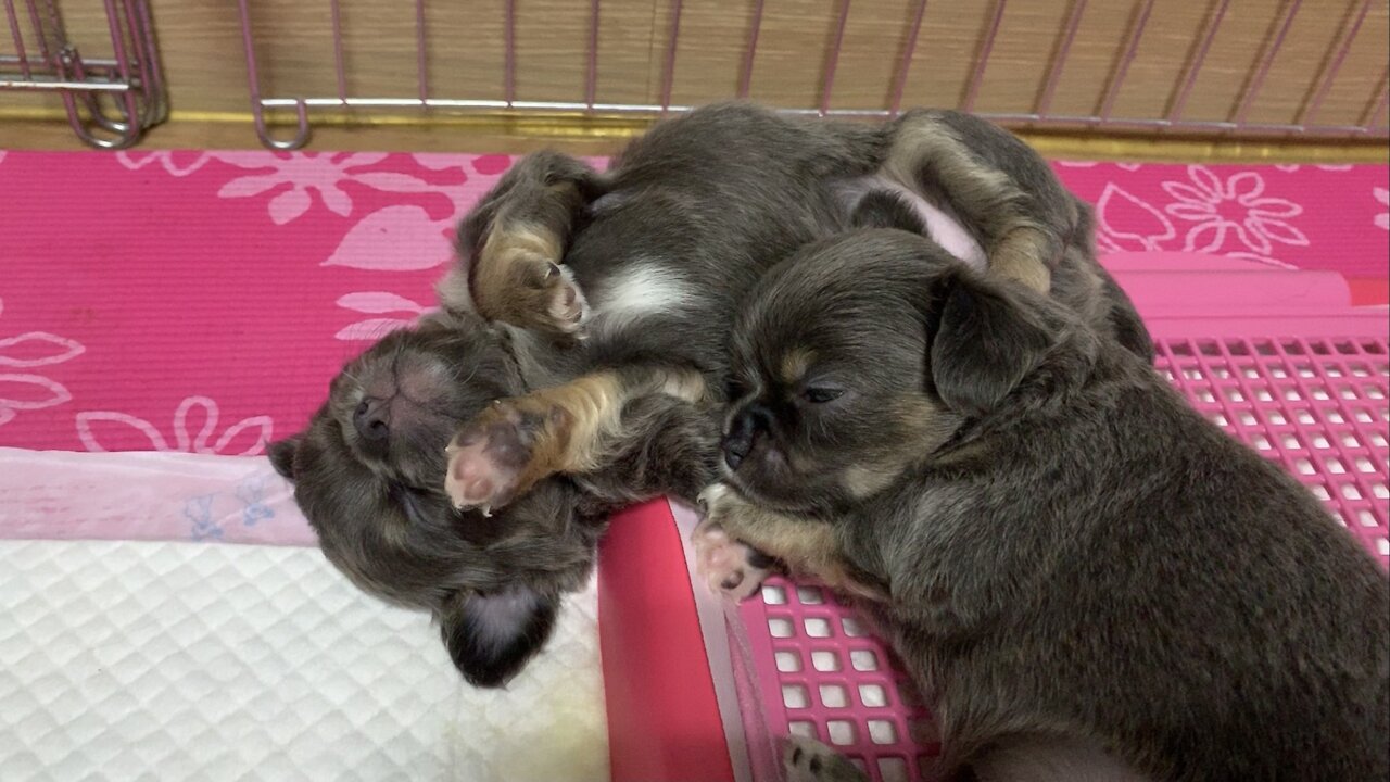 Crazy cute puppies are sleeping.