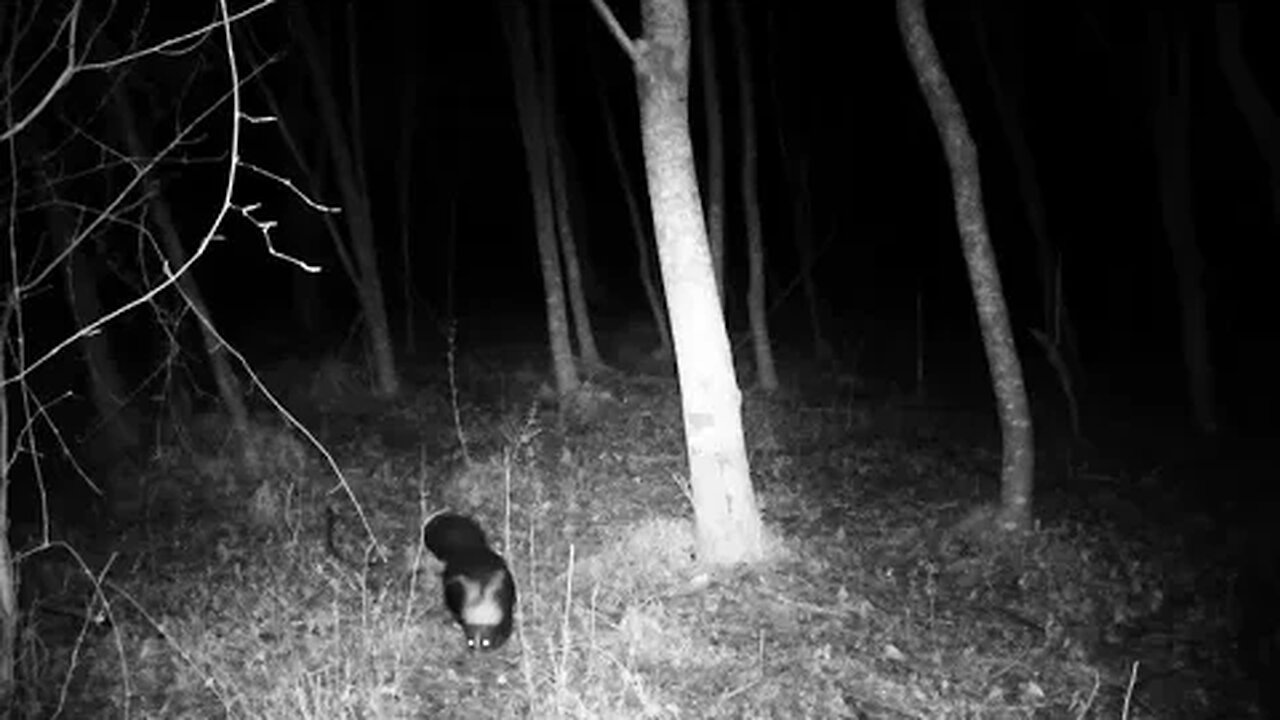 Skunk on trail cam Part 1