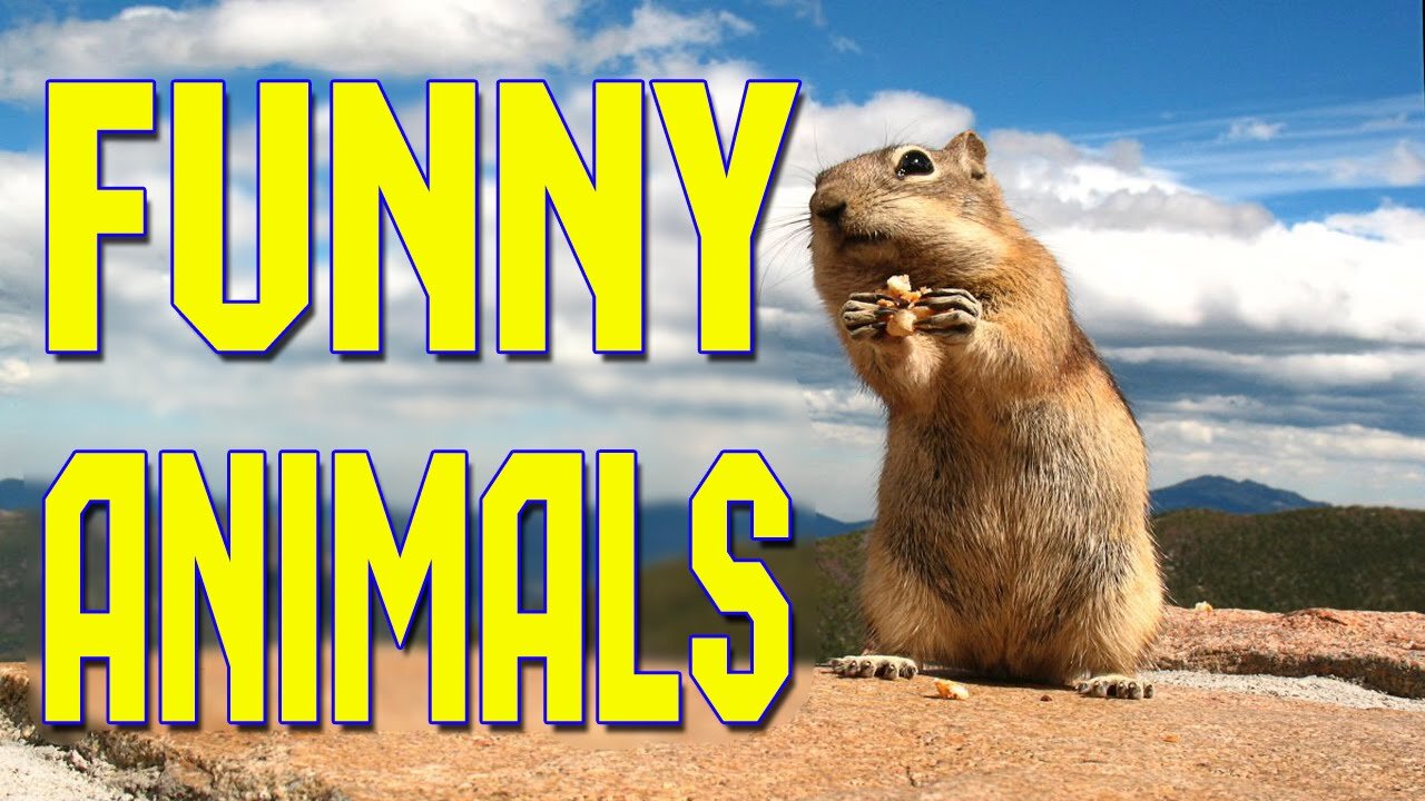 Funny animals love