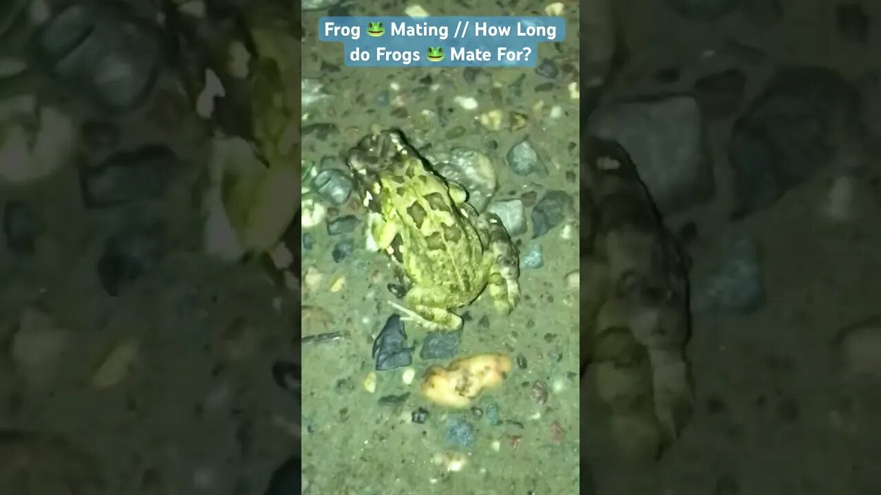 Frog 🐸 Mating // How Long do Frogs 🐸 Mate For? #viral #frog #frogmating #animals #animal