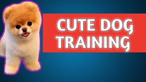 Haw to train cute dog