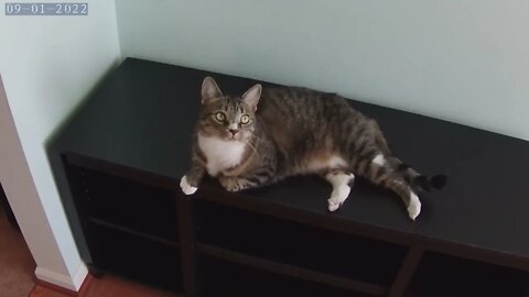 A Cool Cat