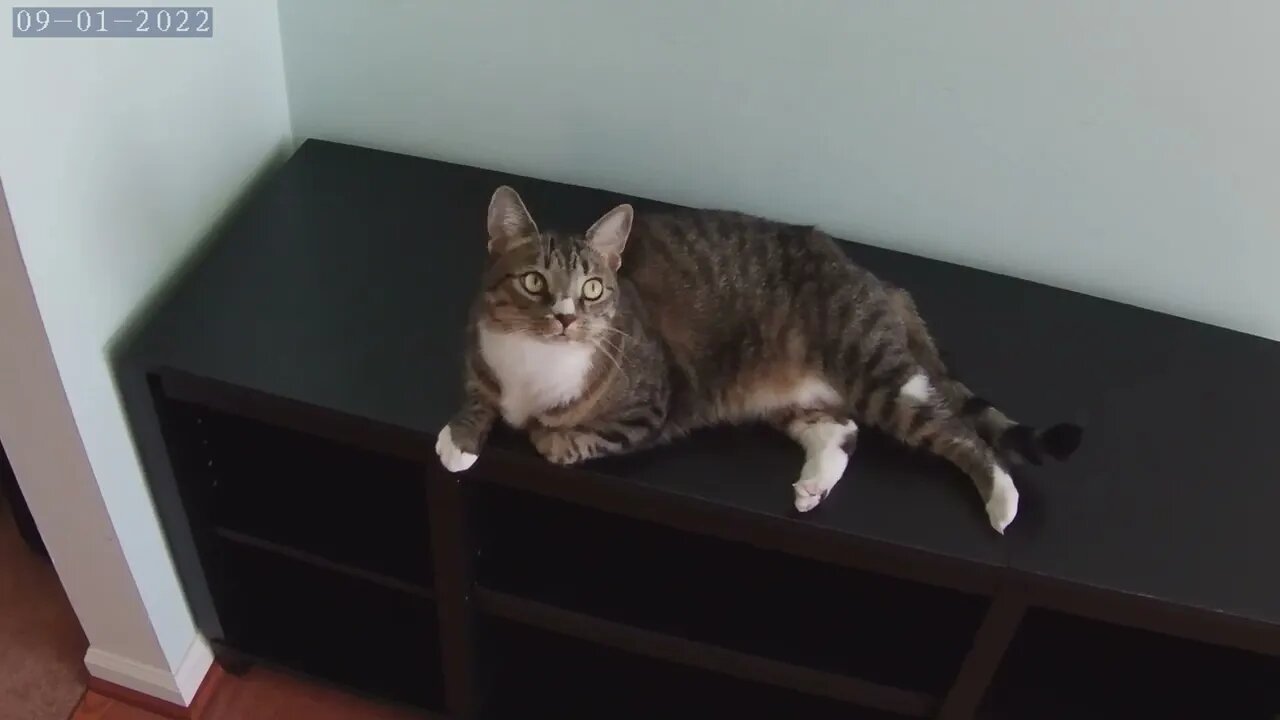 A Cool Cat