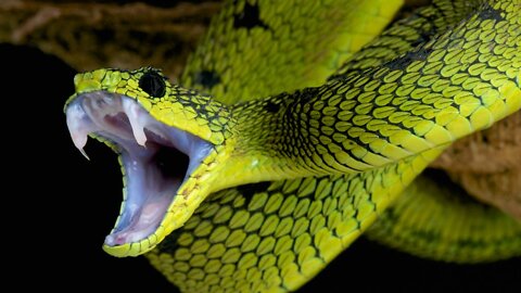 VENENO DE SERPIENTE EN MEDICAMENTOS, VACUNAS, AGUA Y ALIMENTOS