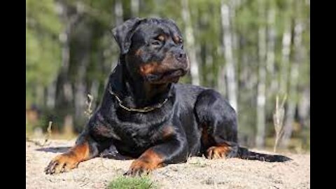 How to stop Dog Aggression quickly And easily with no problems