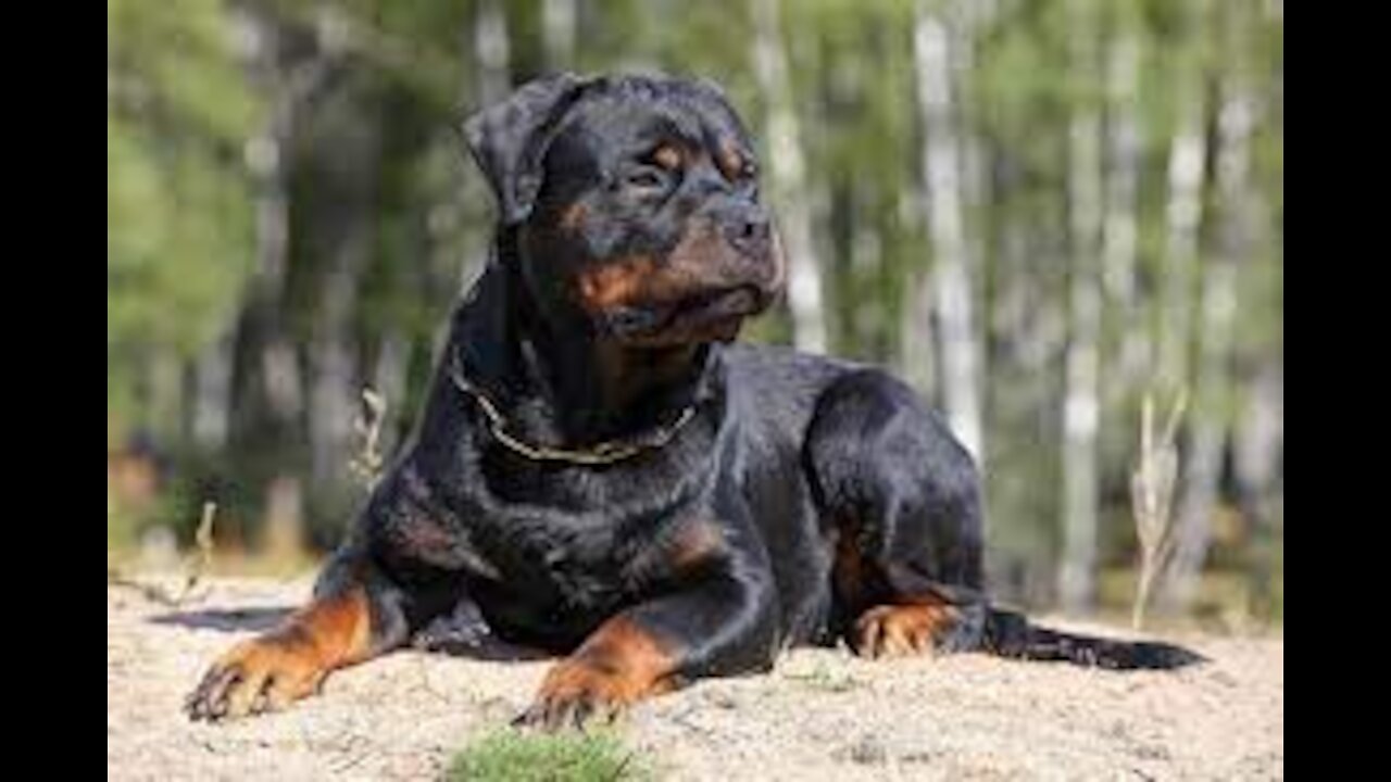 How to stop Dog Aggression quickly And easily with no problems