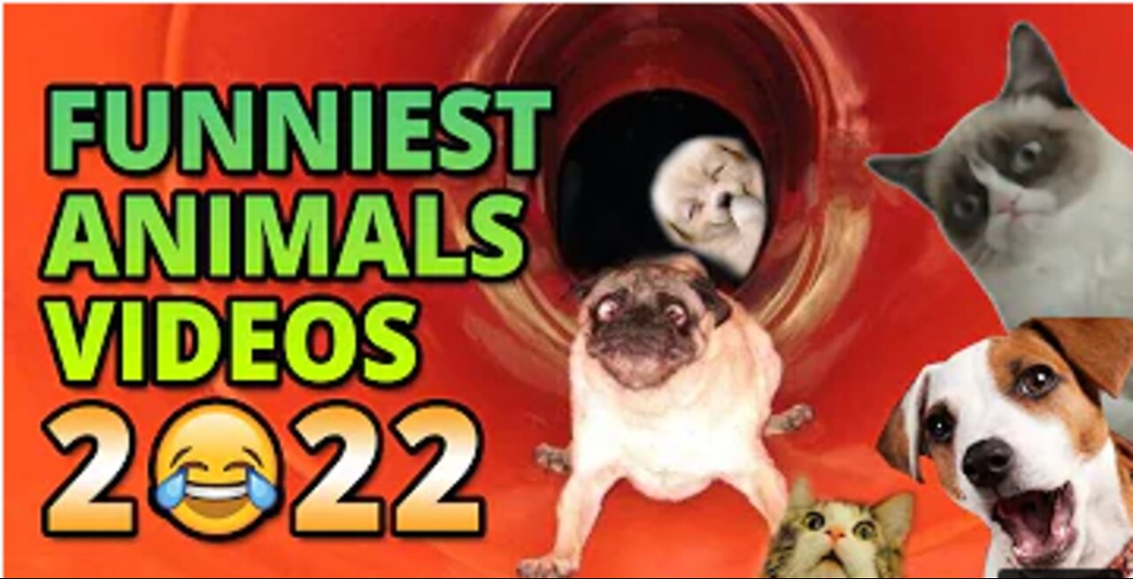 Funniest Animals Videos - Best Cute Cats😹 and Crazy Dogs🐶 Videos 2022! | FUNNY ANIMALS' SOCIETY