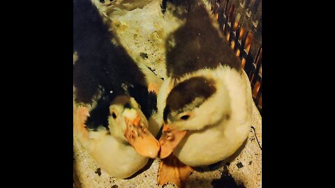 Cute duck eating and singing in night.