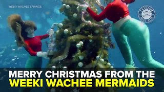 Merry Christmas from the Weeki Wachee Mermaids | Taste and See Tampa Bay