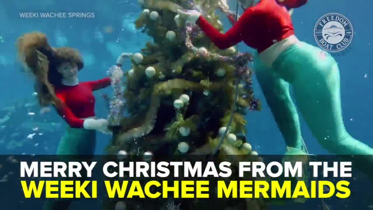 Merry Christmas from the Weeki Wachee Mermaids | Taste and See Tampa Bay