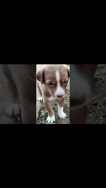 Toffee Puppy 😸#funny #shorts #dog #puppy #toffee