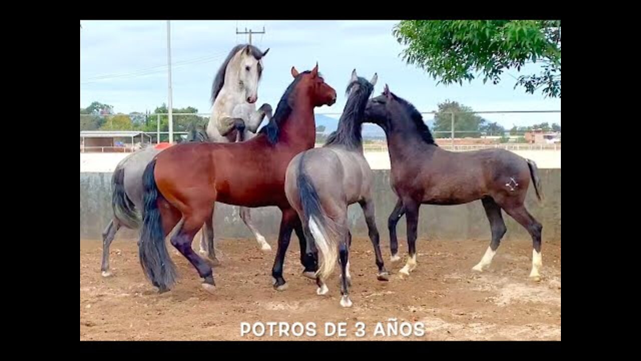 7caballos Espanoles Agua zarca sueltos 😱😱😱😱