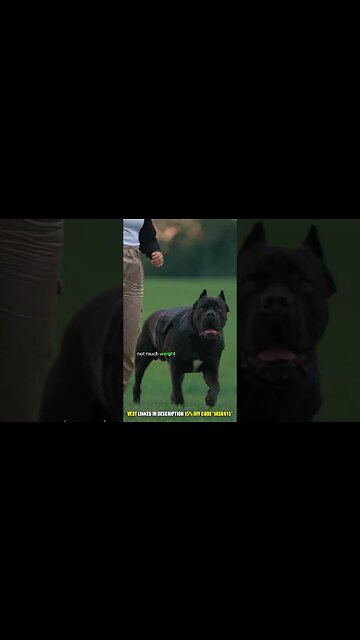 Cane Corso Training and Activity Levels #shorts #dog
