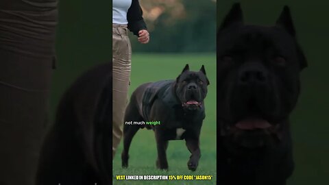 Cane Corso Training and Activity Levels #shorts #dog