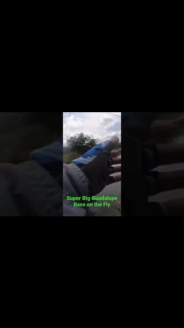 #shorts #bassfishing #fishing #flyfishing #texas Huge Guadalupe Bass on a Fly Rod #streamer