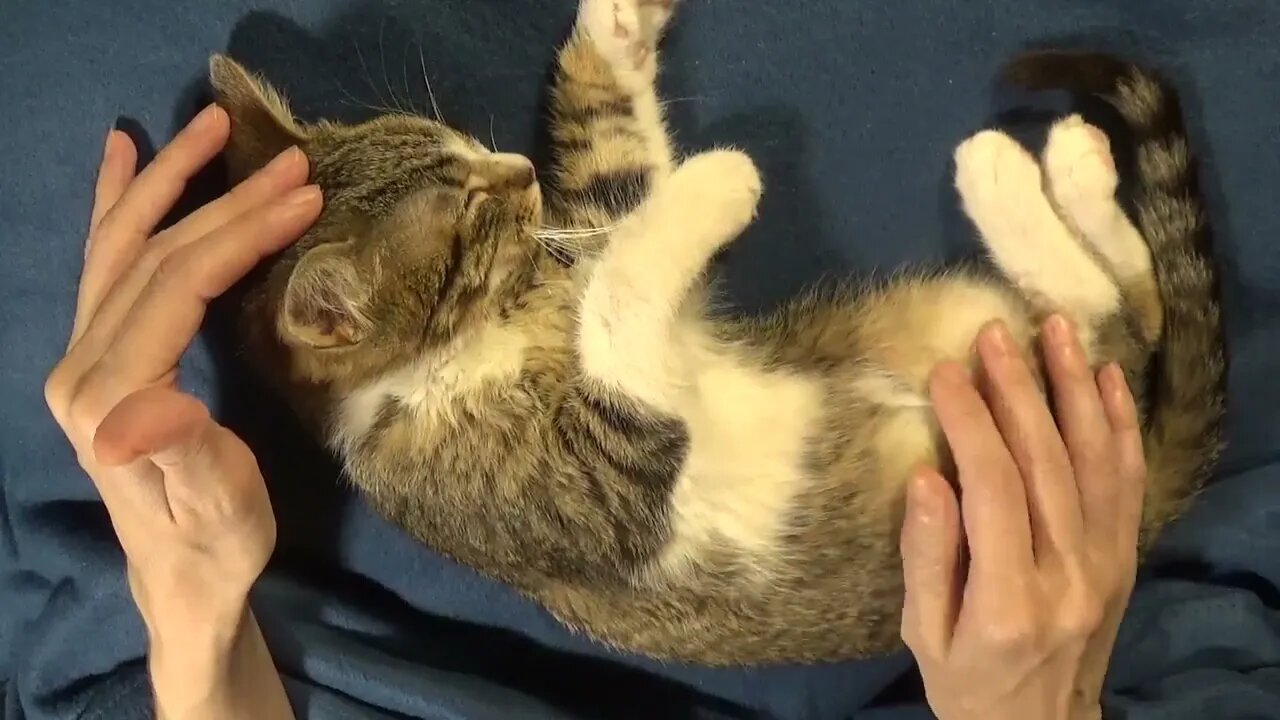 Small Cat Wants a Massage