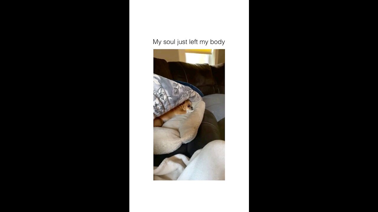 The dog so tired