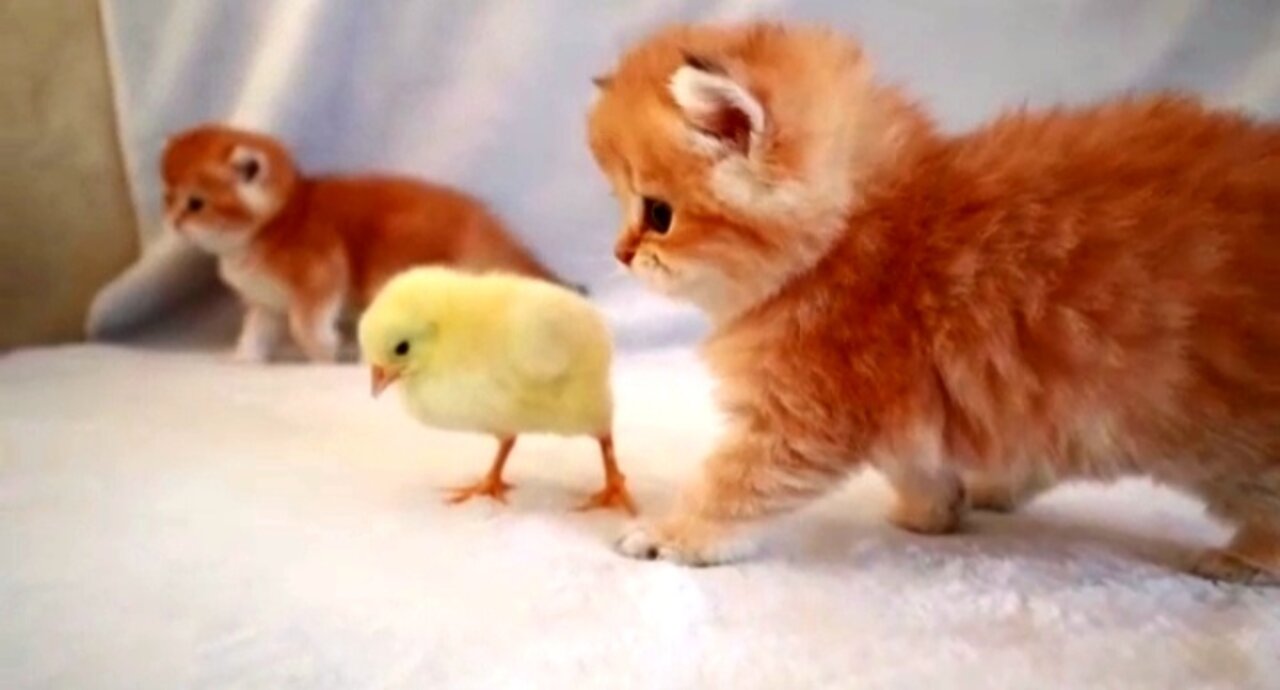 😺 Creation of Chicks and Kittens🙀