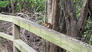 Red-Tailed Squirrel behaving