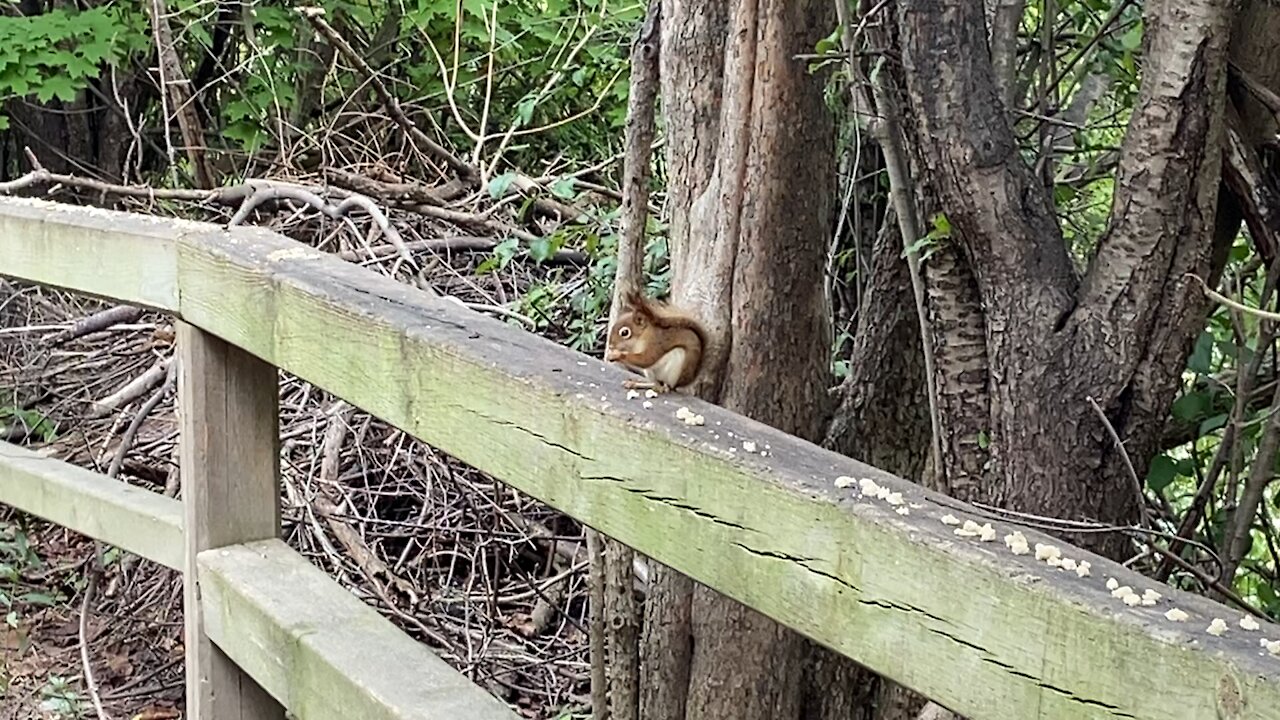 Red-Tailed Squirrel behaving