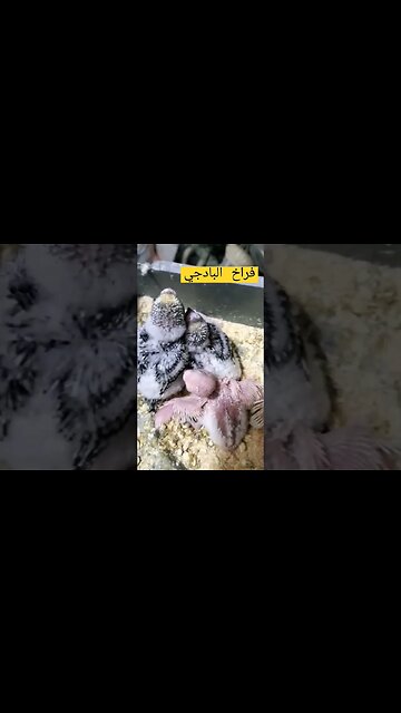 فراخ طائر البادجي هوكو رينبو كيوت روعة مرحبا