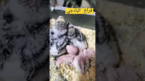 فراخ طائر البادجي هوكو رينبو كيوت روعة مرحبا