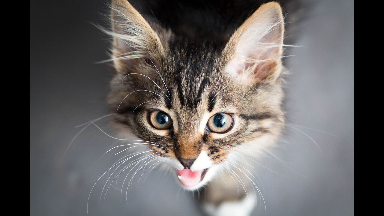 😍 Little kittens meowing and talking😂