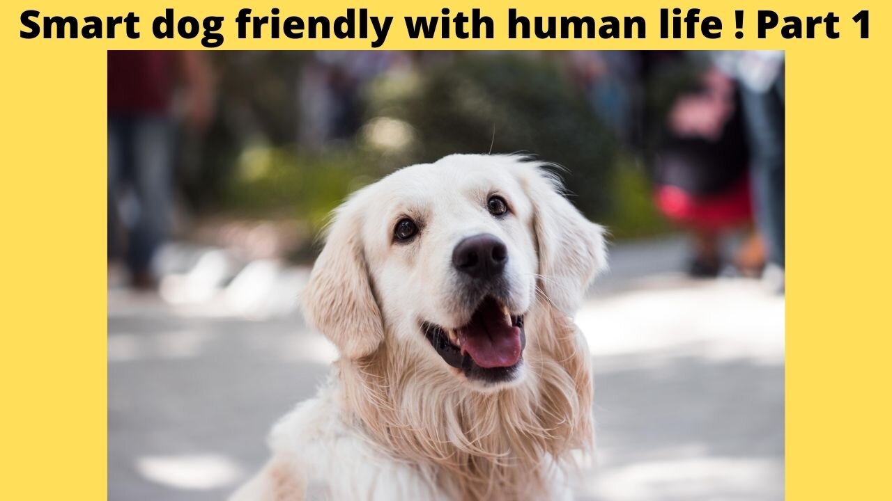 Smart dog friendly with human life ! Part 1