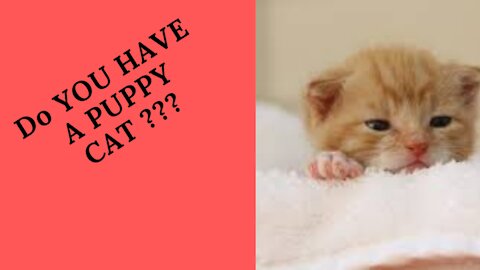 How to train a puppy cats