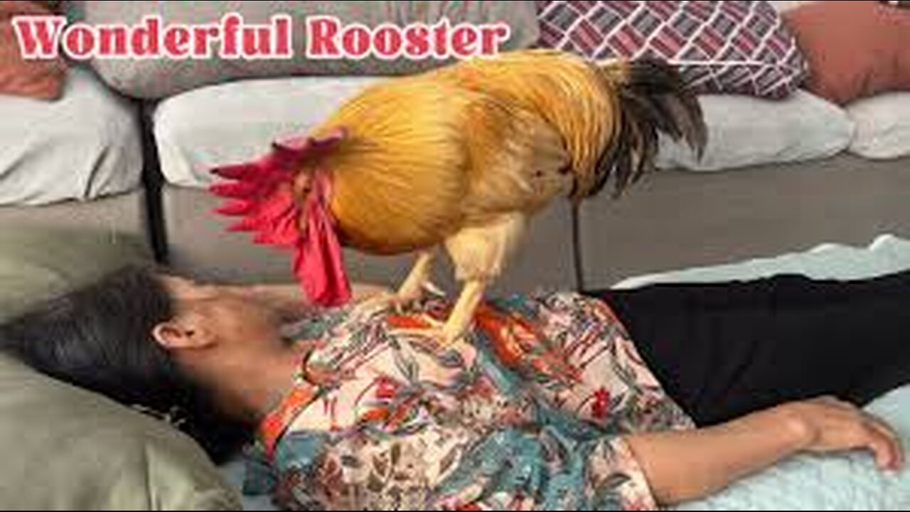 The cat and I were surprised😲! The rooster kept wanting to sleep with me. So funny and cute animals