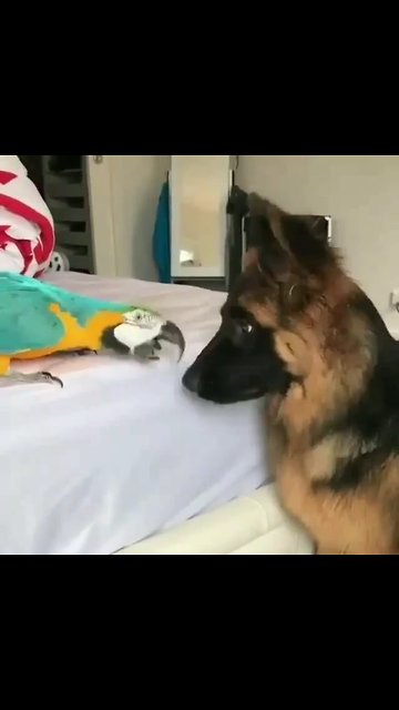 German Shepherd & parrot share incredible friendship