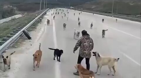 Man takes care of dozens of stray dogs