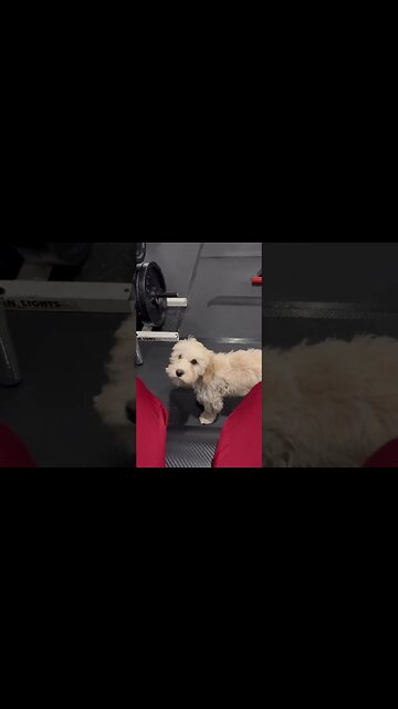 Cockapoo Puppies are so Cute!