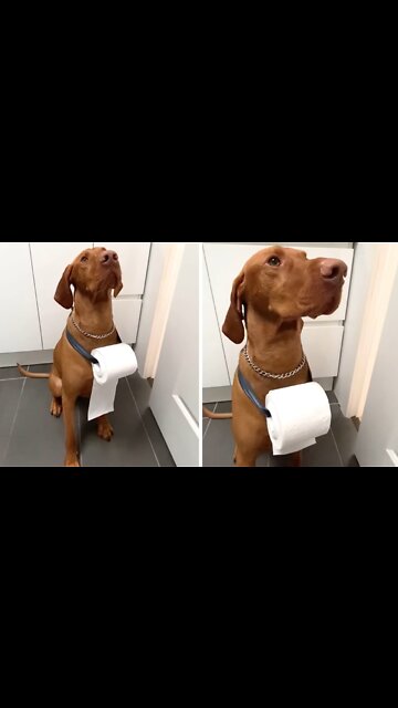 Helpful pup acts as personal toilet paper holder