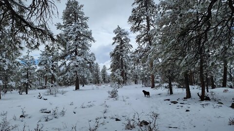 Thought Experiment, You Are What You Watch & Fresh Snow Storm in March, Latest