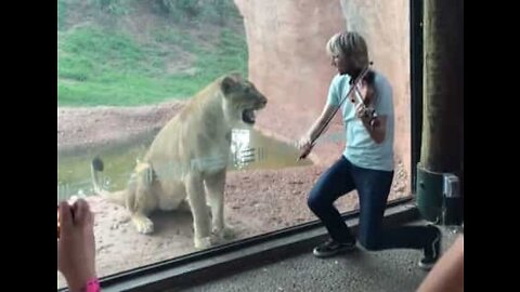 Violinista toca para feroz leoa em jardim zoológico