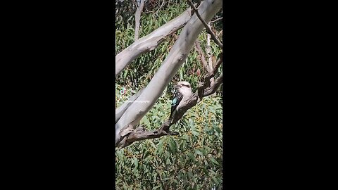 laughing kookaburra