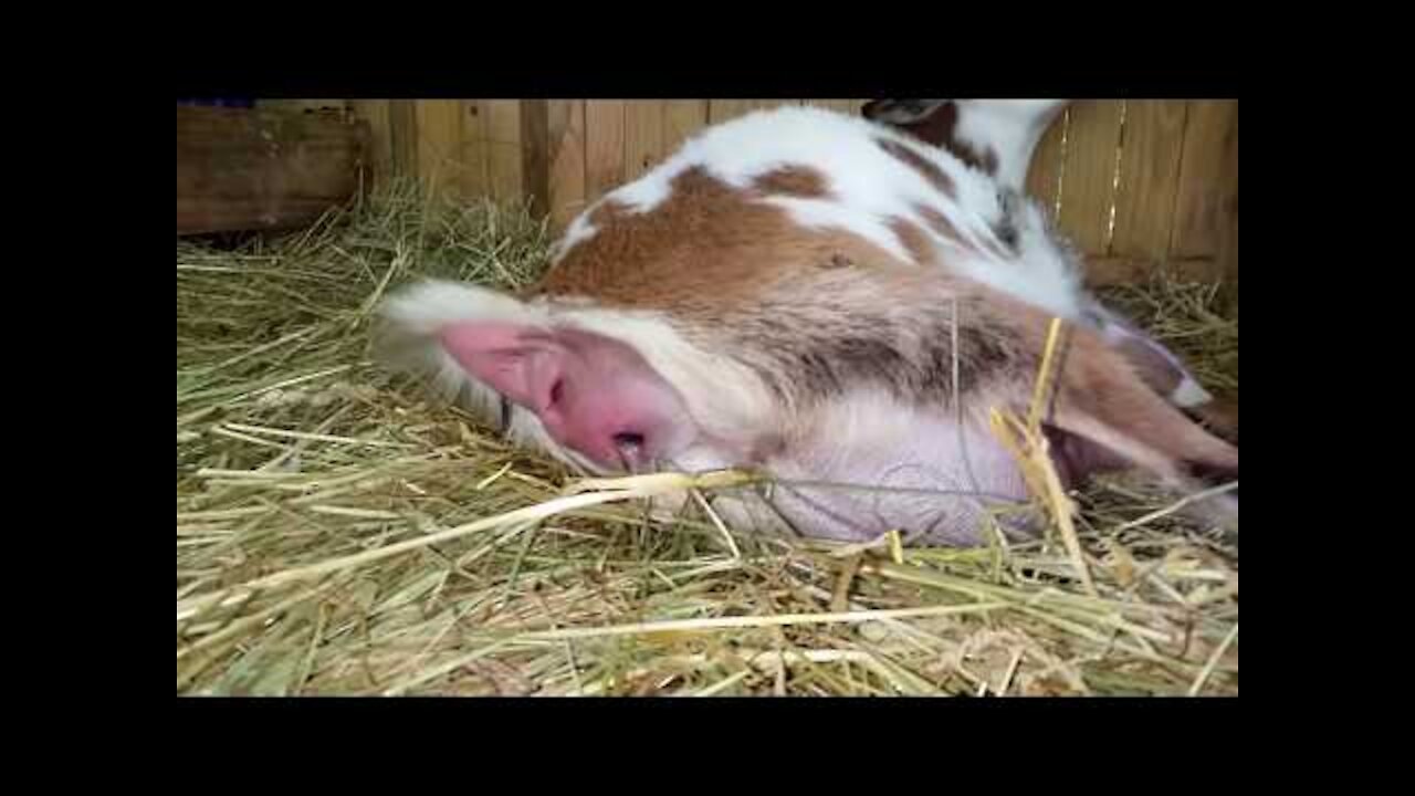 Our Goat Giving Birth! (Funny Boy's Reaction)