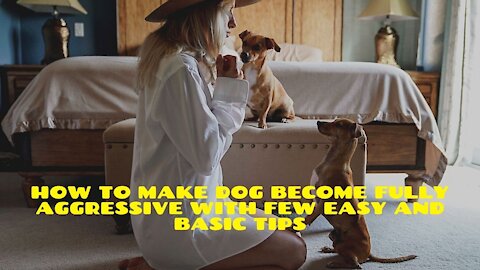 How To Make Dog Become Fully Aggressive With Few Easy and Basic Tips